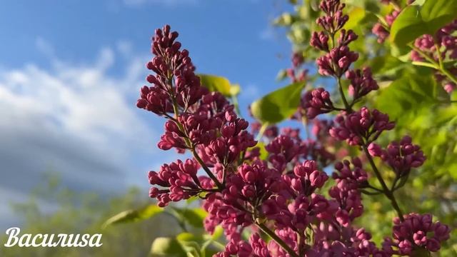 4 июня Троица. Что нельзя делать Троица. Народные традиции и приметы и суеверия на Троицу смотреть онлайн