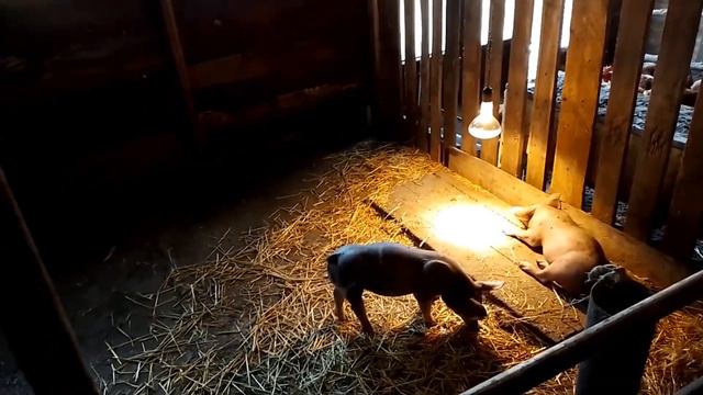 Отравление у поросят, разбираемся в причинах. Завалил свиноматку, сколько 🍖? смотреть онлайн