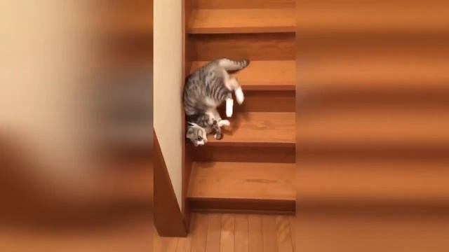 СМЕШНЫЕ КОШКИ 2021 И ДРУГИЕ ЖИВОТНЫЕ/ 6 МИНУТ СМЕХА/СМЕШНЫЕ ЖИВОТНЫЕ 2021/ЛУЧШИЕ ПРИКОЛЫ С КОТАМИ смотреть онлайн