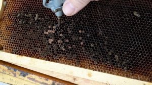 Погибли пчёлы зимой , остались в сотах - Как убрать погибших пчёл из сот .