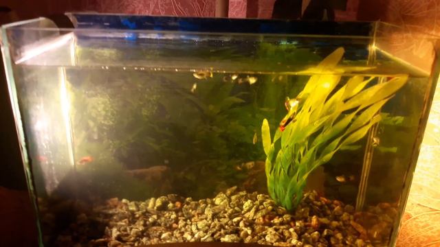 45 гуппи от двух рыбок! Вот это да!