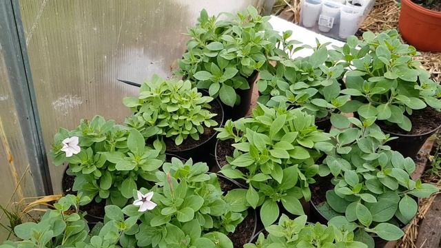 Петуния/Ампельная/Серии Тайдал, Опера, Изи /Вегетативная петуния смотреть онлайн