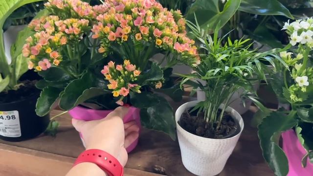 Нашли цветы на кухню / Шоппинг в Home Depot / Влог США смотреть онлайн