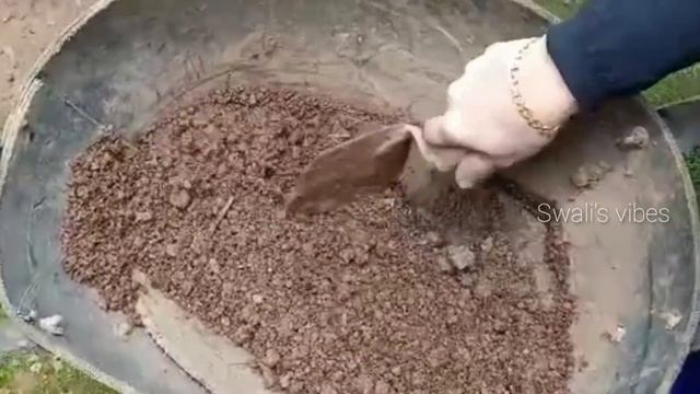 Callisia Repens Plant Caring And Tips