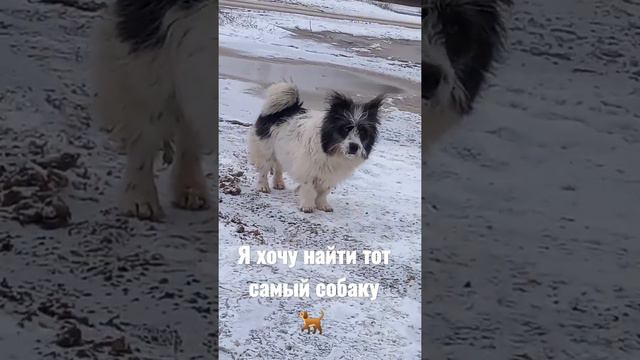 я хочу найти тот самый собаку. 🐕 смотреть онлайн