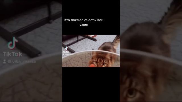 А мне ?) #cat #кот #мейнкун #милыепитомцы смотреть онлайн