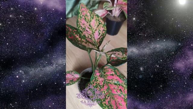 Аглаонема Споттед Стар (Aglaonema Spotted Star) смотреть онлайн