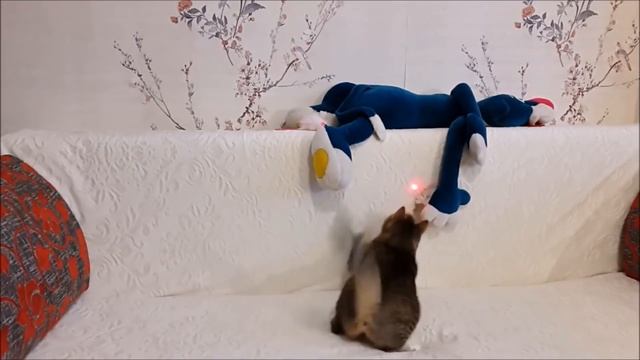 ? Красивые Кошки ? видео и фото ? Всем любителям кошек ? смотреть онлайн