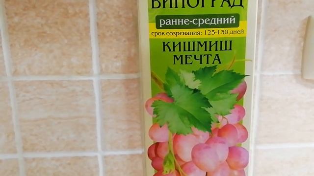 Саженец КИШМИШ "МЕЧТА" ? Небольшой обзор саженца. смотреть онлайн