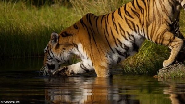 WORLD OF ANIMALS 8K Ultra HD – Animals Around The Planet with REAL Nature Sounds