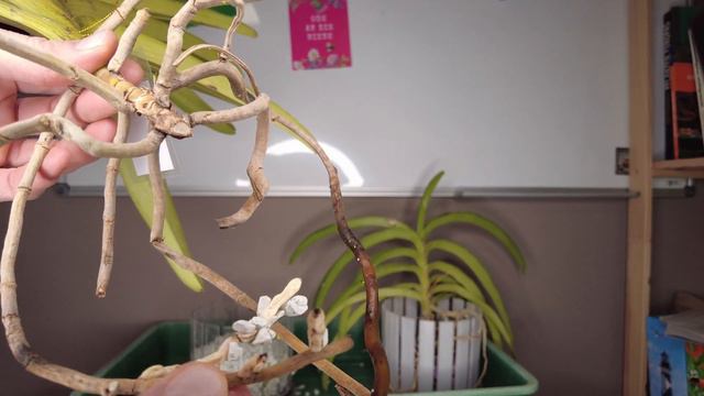 Das Anwachsproblem bei Vanda Orchideen: Die Lösung enthüllt смотреть онлайн