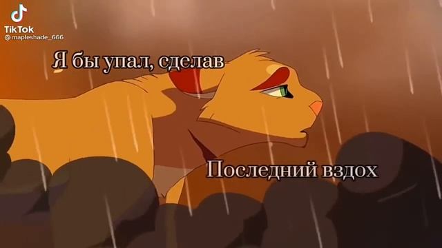 Подборка из Тик Тока коты воители #6 смотреть онлайн
