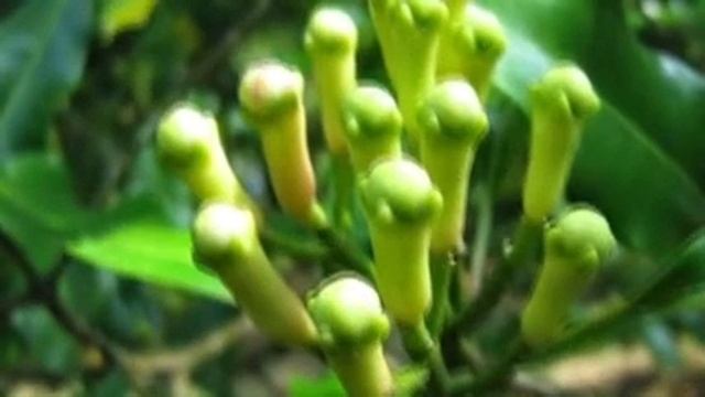 Мастерство Гастронома