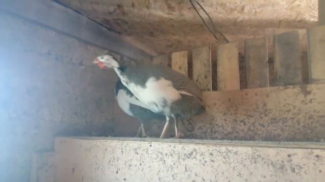 Как отличить Цесаря от Цесарки смотреть онлайн