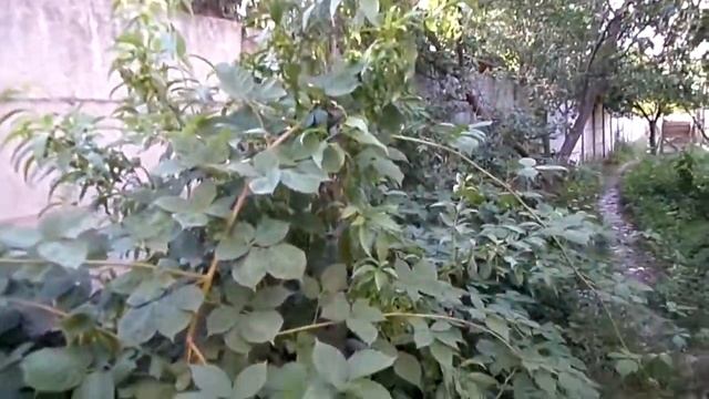 Ежевика гигантская и не колючая! смотреть онлайн