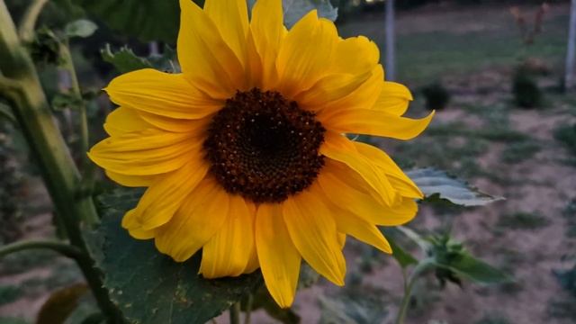 Sun flower magic colors смотреть онлайн