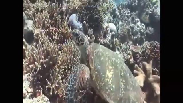 Apo-reef scuba-diving Philippines part 2 смотреть онлайн