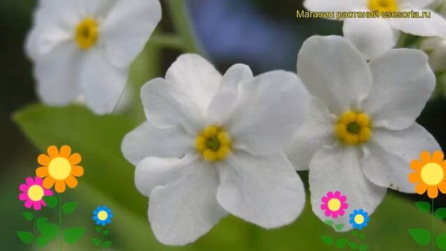 Незабудка лесная Виктория Уайт. Краткий обзор, описание myosotis sylvatica compacta Victoria White смотреть онлайн