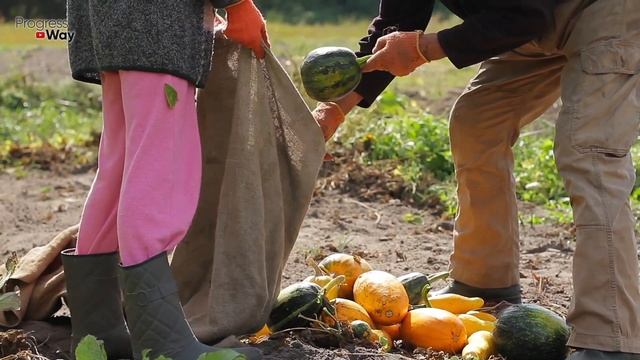 Подкормите Этим Кабачки в Июле Чтобы Набирать Тележку с Куста! Кабачки в Июле Подкормка и Уход! смотреть онлайн