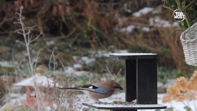 20 самых умных животных смотреть онлайн