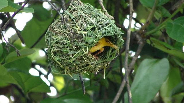 Sony-DSC-HX1 смотреть онлайн