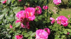 Канадская роза Morden Centennial. Самая лучшая!