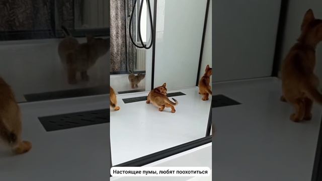 Абиссинские котята смотреть онлайн