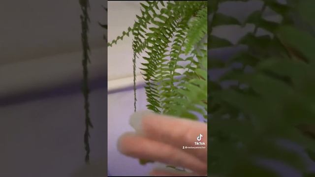 Как определить по листьям папоротника: залит он или засушен ??? смотреть онлайн