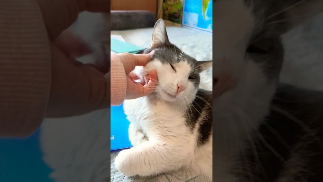 Лежать это моё #кот #мурзик #питомец #лайк #котики #приколы #диван смотреть онлайн