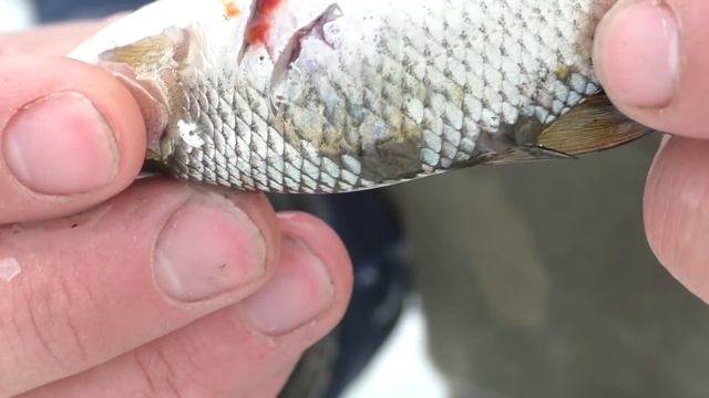 РЫБАЛКА НА ЖЕРЛИЦЫ В МАРТЕ 2019!РЫБОЛОВНАЯ СНАСТЬ КОБРА (КРЮК) ПРОТИВ ТРОЙНИКОВ!ЛОВЛЯ ЩУКИ НА КРЮКИ смотреть онлайн