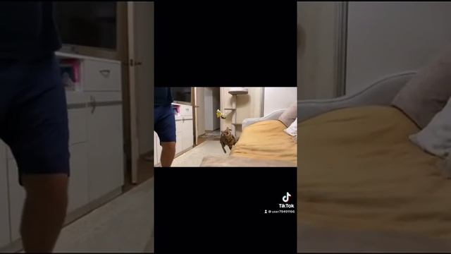Бенгальский кот Бакс домашний Леопард смотреть онлайн