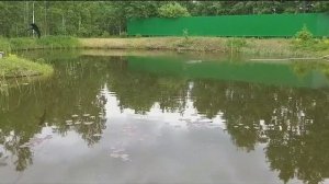 Часть ФОРЕЛИ погибла. Замор в моём пруду. От чего и почему.