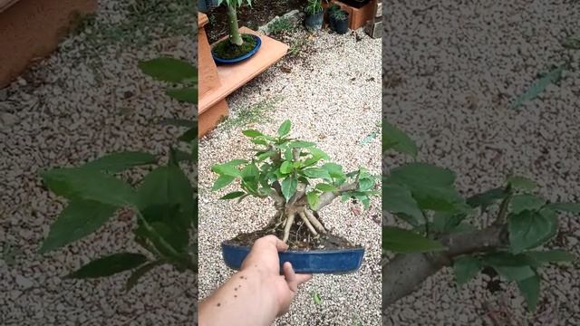 actualización bonsai de vivero Malvavisco смотреть онлайн
