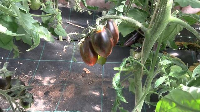 Томат Brad’s Atomic Grape (Королевский сад Ильи Королева) смотреть онлайн