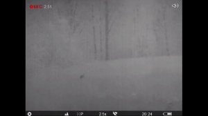 Охота на Медведя на овсах с вышки Медвежья гора!