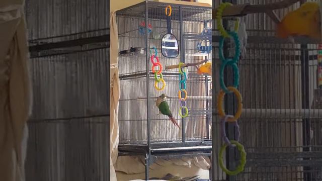 griffin arguing with his bell смотреть онлайн