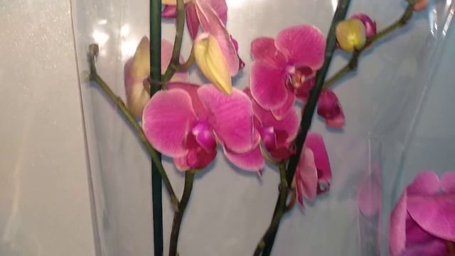 ШИКАРНЫЕ орхидеи / Мой обзор / Орхидеи Харьков 2019 смотреть онлайн