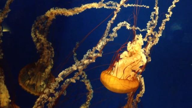 Lion's Mane Jellyfish (Cyanea capillata) at The Georgia Aquarium смотреть онлайн