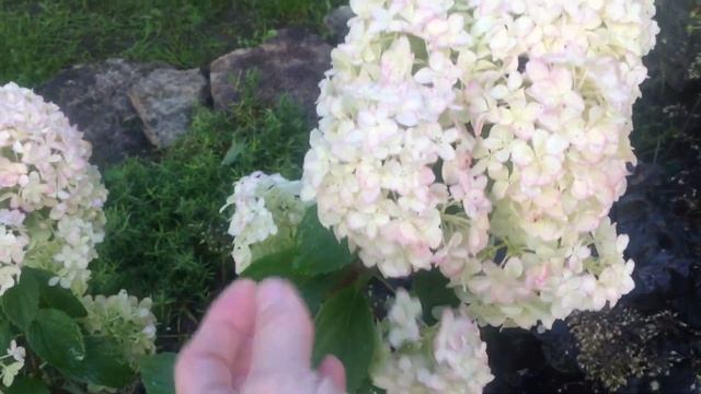 Гортензия Диамантино.Мой любимый сад ГОРТЕНЗИЙ