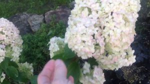 Гортензия Диамантино.Мой любимый сад ГОРТЕНЗИЙ