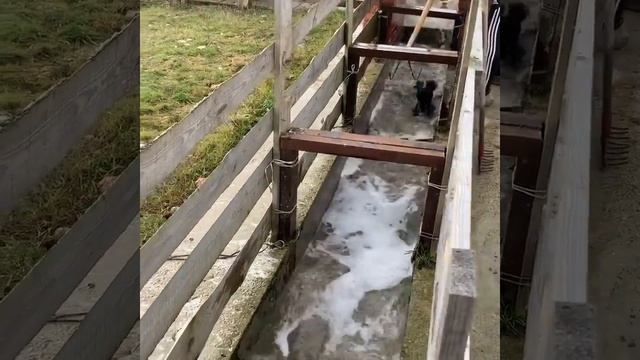 Купка овец с раствором дельцида смотреть онлайн