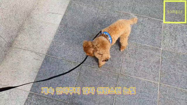 [토이푸들코코] 코코가 산책을 나오면 하는 행동 the behavior of a toypoodle puppy when it comes out for a walk. смотреть онлайн