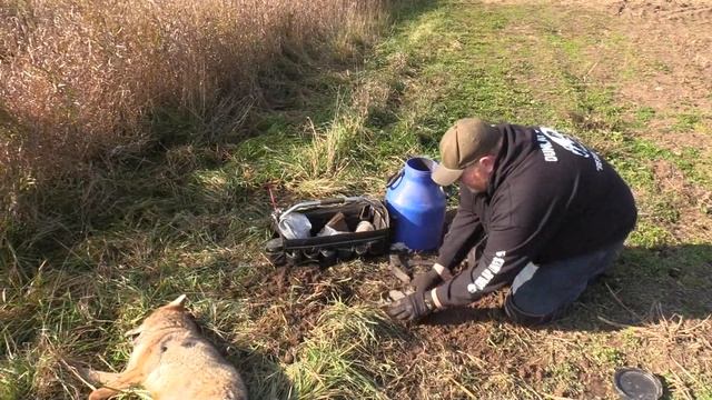 How to find good locations for coyote trapping! coyote catch and remake смотреть онлайн