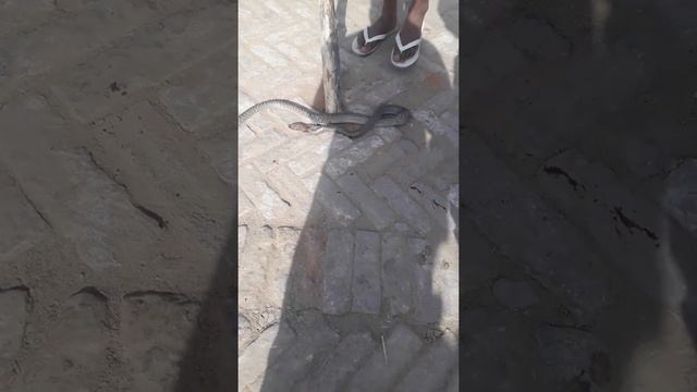 VR Snake смотреть онлайн