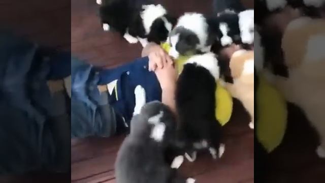 Лучшие Приколы про собак _ Подборка приколов про собак и щенков #8.