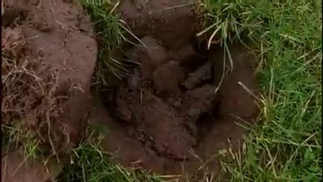 Metal Detecting On Pasture, New Permission. смотреть онлайн