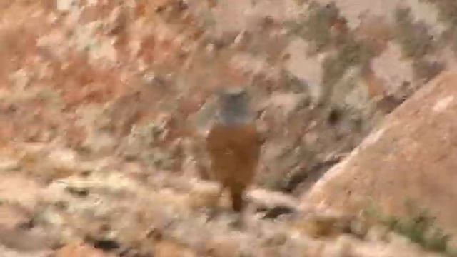 Пестрый каменный дрозд 01 смотреть онлайн