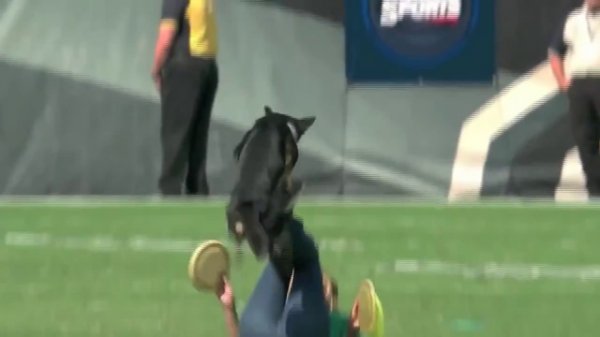 Саманта Валле (Samantha Valle) с собакой и их фризби фристайл в перерыве матча