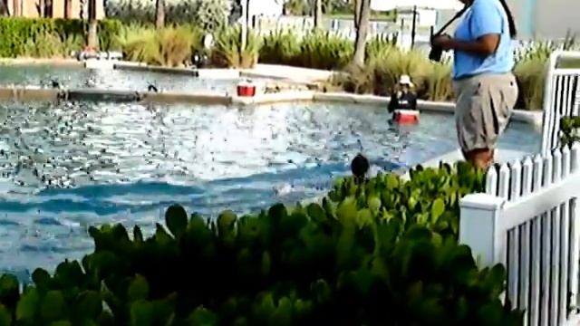 Dolphin Ride 1 смотреть онлайн