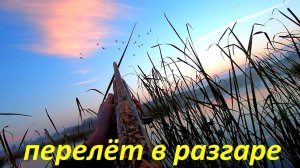 СУПЕР ОХОТА в НЕ УТИНУЮ ПОГОДУ!!! Охота на утку на Волге. Октябрьский селезень / MAX HUNTER